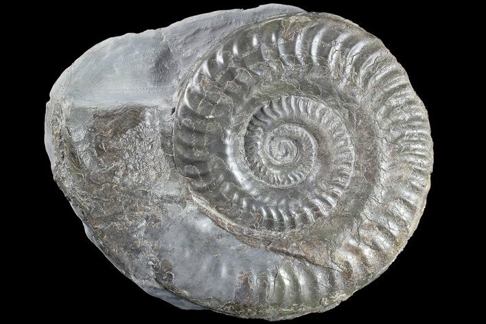 Jurassic Ammonite (Hildoceras) - England #85245
